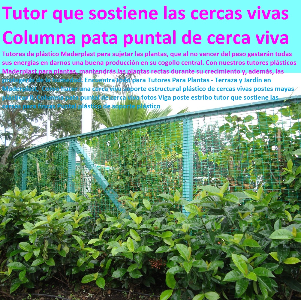 Barreras rompevientos barreras naturales cortaviento estructuras soportes de cercas vivas 0 cortinas rompevientos conclusión soportes postes tutores 0 tipos de arboles rompevientos de madera Maderplast 0 Barreras rompevientos pp CULTIVOS TECNIFICADOS, INVERNADEROS, Semilleros, Bancos De Siembra, Hidroponía, Agricultura, Cosecha, Poscosecha, Tutores Para Flores, Cable Vía Bananas Aromáticas, Barreras rompevientos barreras naturales cortaviento estructuras soportes de cercas vivas 0 cortinas rompevientos conclusión soportes postes tutores 0 tipos de arboles rompevientos de madera Maderplast 0 Barreras rompevientos pp